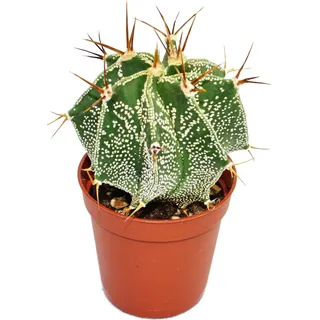 Astrophytum ornatum - Bischofsmütze - im 5,5cm Topf