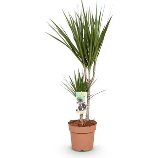 Dracaena Marginata – Drachenbaum – 17cm – Höhe 70–80cm – Pflegeleichte grüne Zimmerpflanze mit elegantem Blattwerk für Wohn- und Arbeitsräume - Grün
