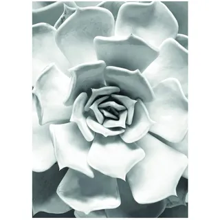 Komar Wandbild | Succulent Closeup | Poster, Bild, Wohnzimmer, Schlafzimmer, Dekoration, Kunstdruck | ohne Rahmen | P049C-30x40 | Größe: 30 x 40 cm (Breite x Höhe)
