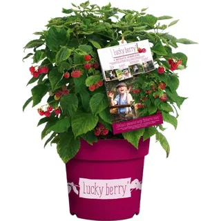 GROW by OBI Brombeere Lucky Berry Höhe ca. 40 - 60 cm Topf ca. 4,6 l