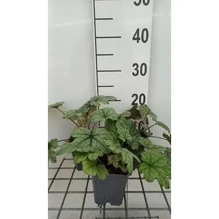 6 x  Heucherella hybr. 'Kimono'® - Bastardschaumblüte - Topf 9 x 9 cm