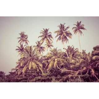 Papermoon Fototapete »PALMEN-NATUR LANDSCHAFT KARIBIK DSCHUNGEL STRAND BÄUME«, bunt