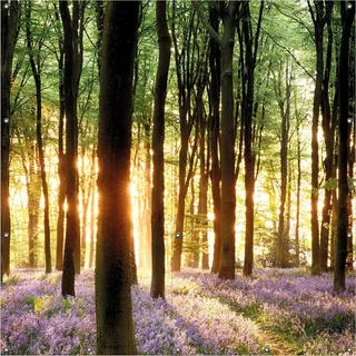 Wallario Outdoor-Poster für Garten oder Balkon, Motiv Blaue Hasenglöckchen im Wald mit Sonnenstrahlen, in ca. 180 x 180 cm - Schwarz