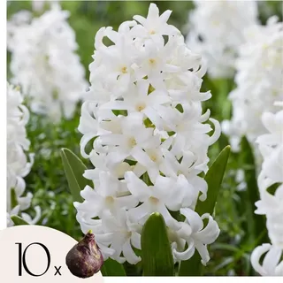 Hyazinthenzwiebeln - 10 Stk - Hyacinthus 'Carnegie' - Blumenzwiebeln - Weiß - Weiß
