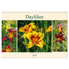 Daylilies - Delicate Beauties of the Summer (Wall Calendar 2024 DIN A4 landscape), CALVENDO 12 Month Wall Calendar