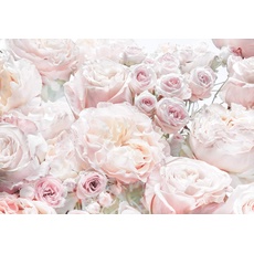 Bild Fototapete Spring Roses 368 x 254 cm