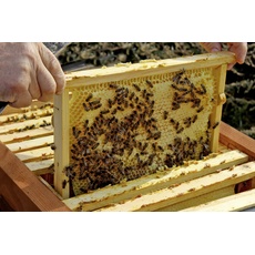 Bild von Einraumbeute, für Honig-Bienen 87 x x cm,