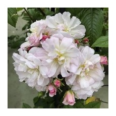 KORDES ROSEN Kletterrose, Rosa  »‘Sweet‘ Siluetta®«, Blütenfarbe: weiß/rosa - weiss