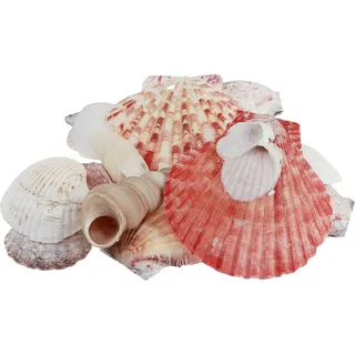 Maritime Muschel-Dekoration für kreative Dekorationsideen