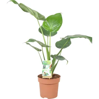 Alocasia cucullata 70 cm Elefantenohr Pfeilblatt