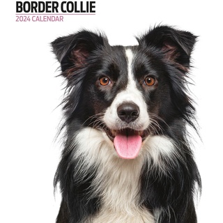 Border Collie Moderner Kalender 2024