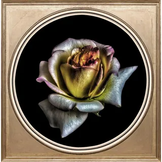 queence Acrylglasbild »Rose«, Blumen-Blumenbilder-Kunst-Pflanzen-Pflanzenbilder-Gemälde, Fine Art-Print in Galeriequalität, bunt