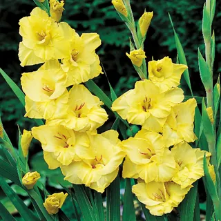 Gladiole Blumenzwiebeln Schwertblume Siegwurze Joyeuse Entree 5 St. - Gelb