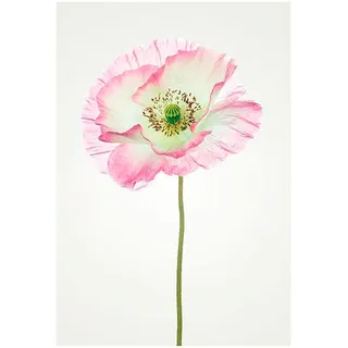 Komar Poster »Poppy«, Blumen, (1 St.), Kinderzimmer, Schlafzimmer, Wohnzimmer, bunt