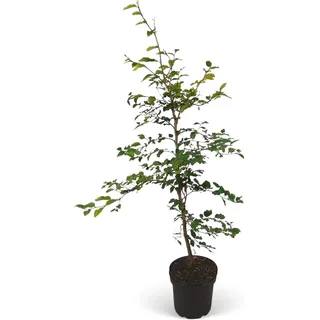 Rotbuche Set à 100 Stück Höhe ca. 80 - 100 cm Topf ca. 2 l Fagus sylvatica