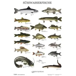 Rhino Verlag Süßwasserfische - Poster