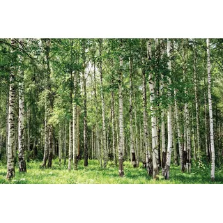 Papermoon "Birch Forest", glatt, grün