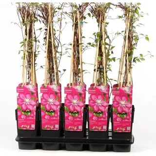 Waldrebe Clematis Ville de Lyon 60-80 cm Kletterpflanze - Rot, Rosa