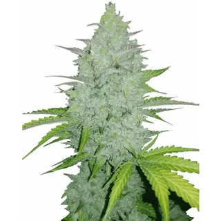 Cheese Auto | Autoflowering Hanfsamen von Fast Buds | 3 Hanfsamen