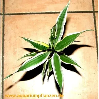 Topf Dracenae sanderiana weiss grüner Drachenbaum