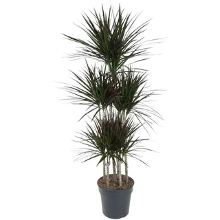 Everyplants Dracaena Magenta Karussell - 150 cm, Ø 31 cm - Magenta, Grün