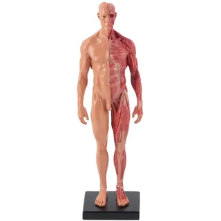Tyenaza Menschliches Muskel-Skelett-Modell, 30 cm Harz, männliche Muskel-Skelett-Struktur, Skulptur, Körpermodell, anatomisches Modell