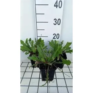 6 x Cichorium intybus - Wegwarte - Topf 9 x 9 cm