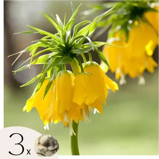 Kaiserkronen - 3 Stk - Fritillaria 'lutea' - Blumenzwiebeln - Gelb - Gelb