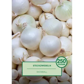 Steckzwiebel 250 Gramm Allium cepa Snowball