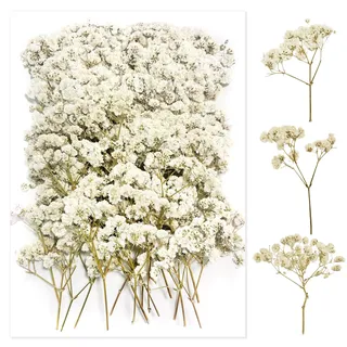 100 Stück Mehr Blütenknospen Schleierkraut Getrocknet Schleierkraut Getrocknet Weiß Trockenblumen Schleierkraut Gepresste Blumen Schleierkraut Getrocknete Blumen Trockenblumen für DIY Harz Schmuck
