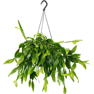 Urban Jungle Elegance - Moderne Kakteen-Ampel mit toller Blattstruktur - Rhipsalis crispata - 15cm