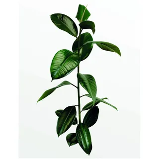 KOMAR Wandbild Ficus Branch 40 x 50 cm