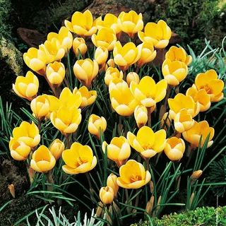Blumenzwiebeln Blumen Zwiebeln Crocus Frühlingskrokus Romance 10 St. - Gelb