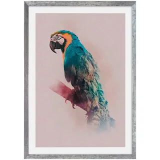 Komar Bilderrahmen Holz Stone Silver mit Art Poster Animals Paradise Parrot als Set - Größe: 50x70 cm - Wandbild, Dekoration, Papagei, Vogel...