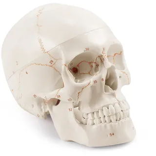 Medarchitect Schädel Modell, Lebensgroßes Anatomisches Modell Des Menschlichen Schädels, Neuster Lasertechnik Beschriftet, Nicht Handbeschrieben, Ohne Verschmieren, Medizinstudenten Und Anatomiekurse