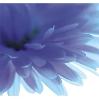 Rasch Tapete 890754 - Fototapete auf Vlies mit Detailaufnahme einer Blüte in Lila aus der Kollektion Magicwalls - 2,65 m x 2,65 m (LxB)