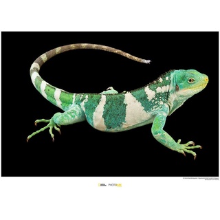 Komar National Geographic Wandbild | Fiji Island Banded Iguana | Größe: 70 x 50 cm | ohne Rahmen | Poster, Fotographie, Tier, bedrohte Tierart, Tierbild, Kundstdruck, Porträt | WB-NG-037-70x50