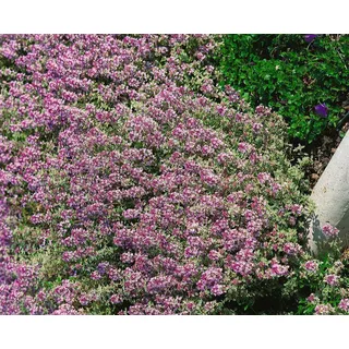 Thymus x citriodorus 'Lammefjord', Zitronenthymian, aromatisch, ca. 9x9 cm Topf