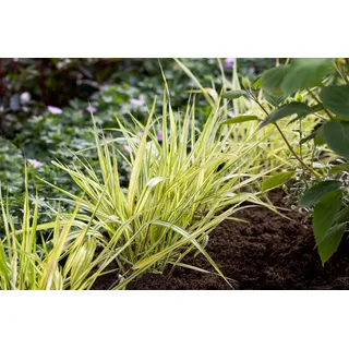 Hakonechloa macra 'Aureola', Japanisches Berggras, gelb-grün, ca. 9x9 cm Topf