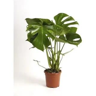 Monstera delicosa 60-70 cm Köstliche Fensterblatt Zimmerpflanze