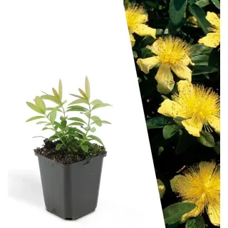 Plants by Frank | 48 Johanniskraut Pflanzen | Hypericum calycinum | Bodendecker Winterhart | Stauden Winterhart | Gartenpflanzen Winterhart