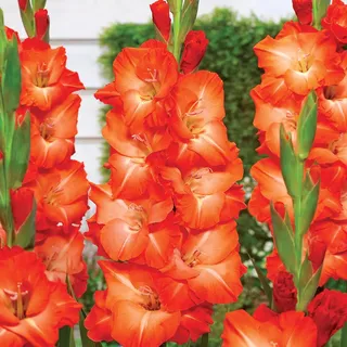 Gladiole Blumenzwiebeln Schwertblume Sommerblühende Siegwurze Salmon Star 5 St.