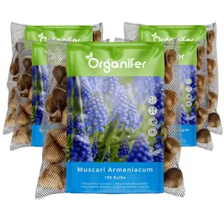 500 Muscari Armeniacum Zwiebeln (XXL Blumenzwiebeln Größe 9/10 cm) - Organifer