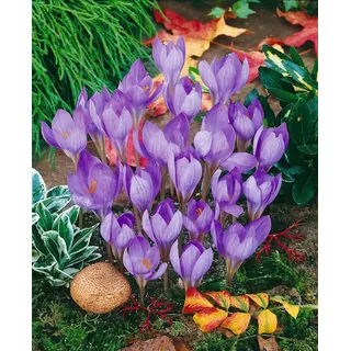 Crocus speciosus, Herbst-Krokus, violett, ca. 9x9 cm Topf