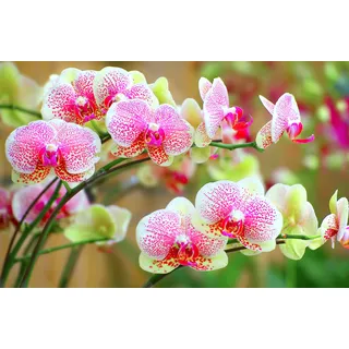 Papermoon »ORCHIDEEN-BLUME PFLANZE BLÜTE MAKRO NATUR MUSTER DEKOR«, bunt,