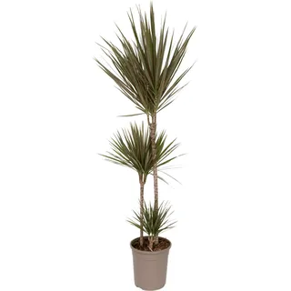Drachenbaum - Dracaena marginata 'Bicolor' - Höhe 110-130cm - 24cm