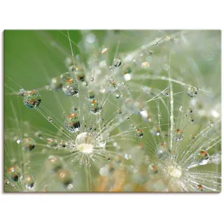 Artland Wandbild »Wassertropfen Pusteblume«, Blumen, (1 St.), als Leinwandbild, Wandaufkleber in verschied. Größen Artland grün