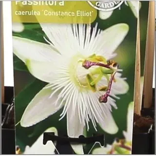 2 x Passionsblume - Passiflora caerulea 'Constance Elliot' | 50-60 cm in Container