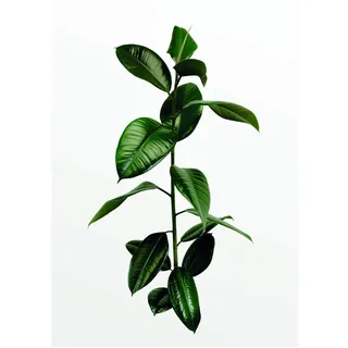 Komar Wandbild | Ficus Branch | Poster, Bild, Wohnzimmer, Schlafzimmer, Dekoration, Kunstdruck | ohne Rahmen | P059-30x40 | Größe: 30 x 40 cm (Breite x Höhe)