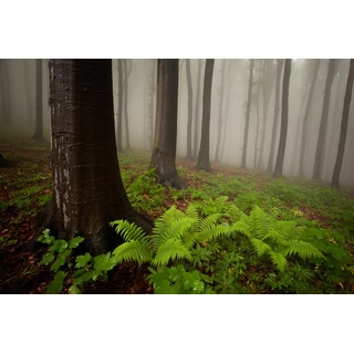 Papermoon Fototapete »Mystischer Wald«, bunt